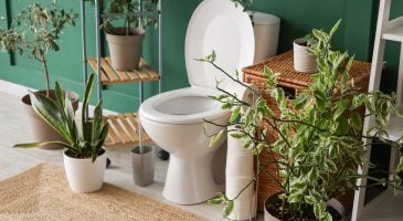 Quel rôle jouent les plantes dans le coin toilettes ?