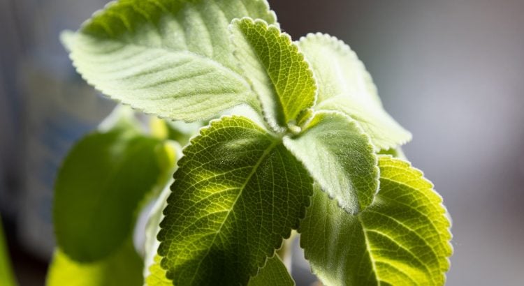 Et si le papier toilette du futur était une plante ?